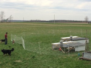1st chickens this year are now out on pasture!